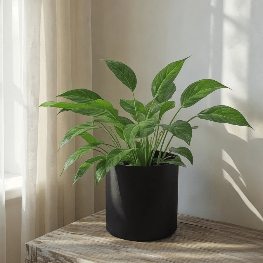  Extra Large Black Plant Pot - 19cm Indoor or Outdoor Planter (XLPP6)
