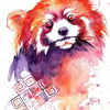 A4 Red Panda