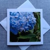 Blue Hydrangea Square Photographic Card 6" x 6" BLANK