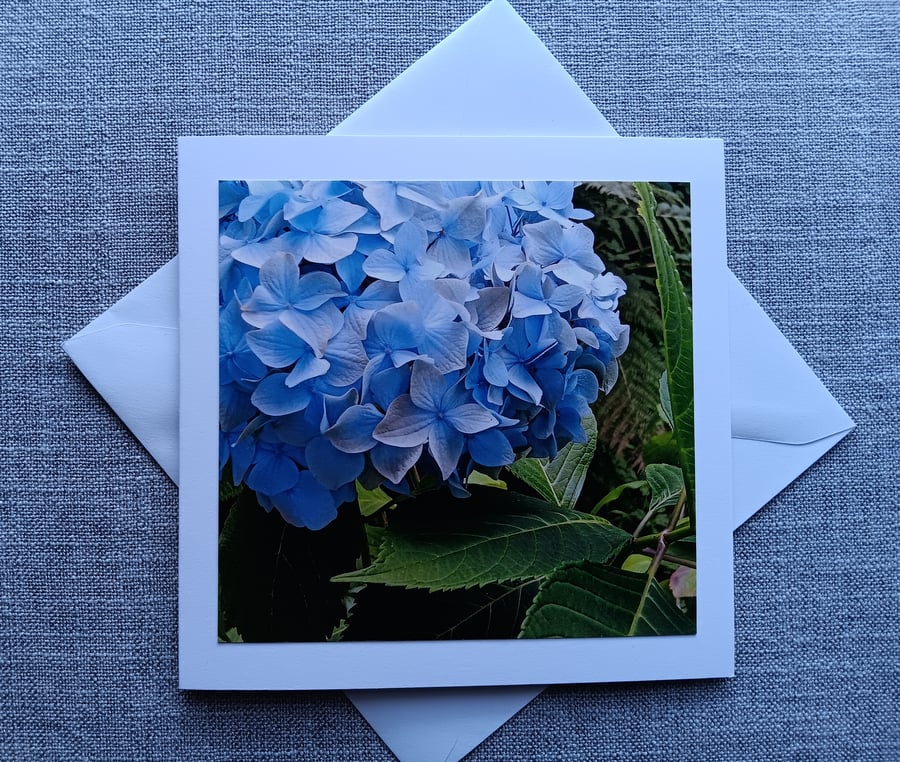 Blue Hydrangea Square Photographic Card 6" x 6" BLANK