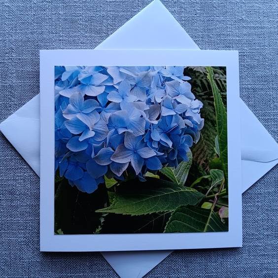 Blue Hydrangea Square Photographic Card 6" x 6" BLANK