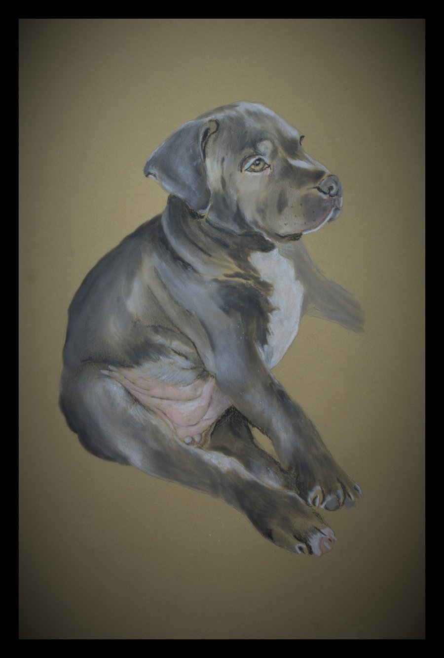 Cute Staffy puppy A4 poster 