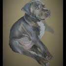 Cute Staffy puppy A4 poster 