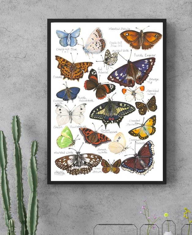 British & European Butterfly Study - Watercolour Fine Art Print - with Names