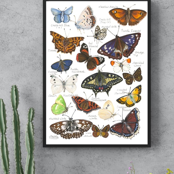 British & European Butterfly Study - Watercolour Fine Art Print - with Names