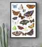 British & European Butterfly Study - Watercolour Fine Art Print - with Names