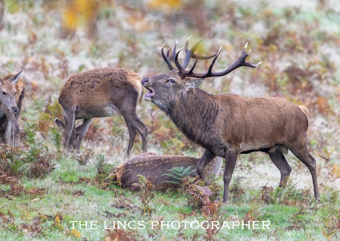 Red Stag print (Limited edition of 10)