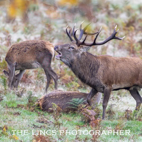 Red Stag print (Limited edition of 10)