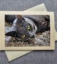 Grey Cat Portrait Large Tent-Style Photographic Card Size 5" x 5" BLANK - Image 2