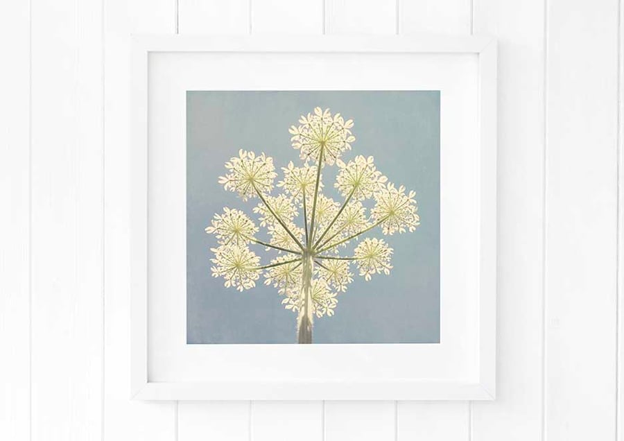 Cow parsley print, summer wildflower print, blue wall art, botanical art print