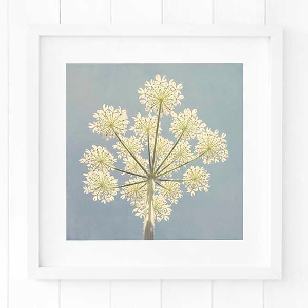 Cow parsley print, summer wildflower print, blue wall art, botanical art print