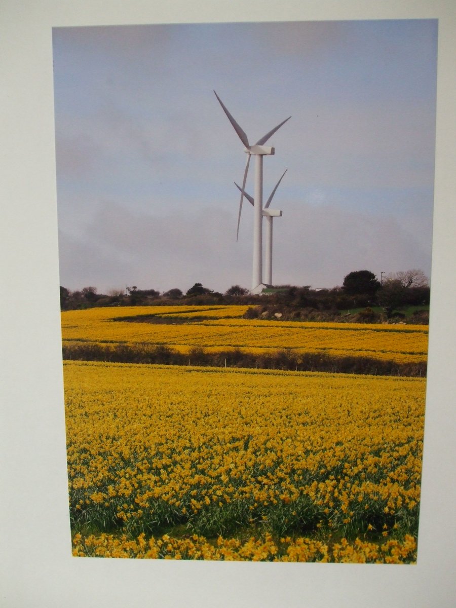 Photographic greetings card of 2 wind turbines and daffodils.