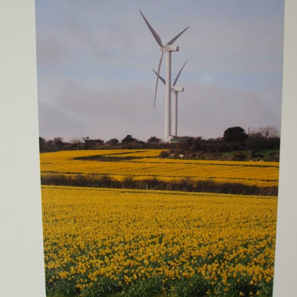 Photographic greetings card of 2 wind turbines and daffodils.