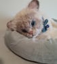 Ragdoll Kitten, dotpebblesknits Design - Image 10