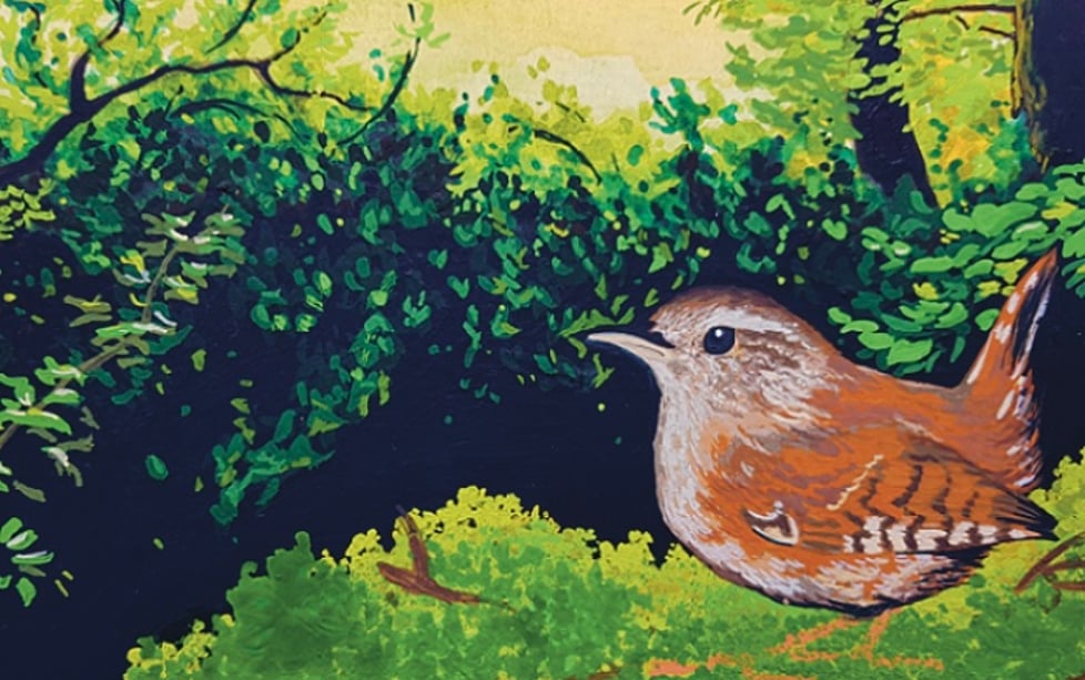 Dartmoor Wren