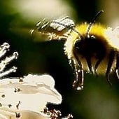 Inner Bee