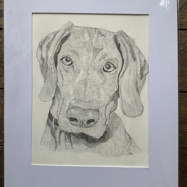 Pet Portrait.  Pencil drawing of your pet Dog, Horse, Cat etc. Please message me