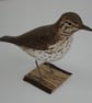 Song thrush - Image 4
