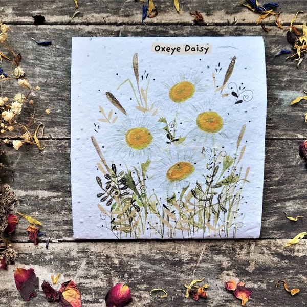 Pack of Oxeye Daisy Seeds, Illustrated nature inspired gifts , Great Colours