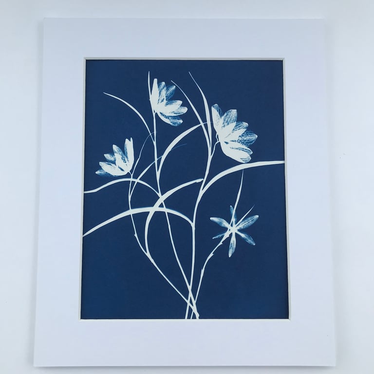 Botanical Art, Gift for gardener, Cyanotype Photogram 