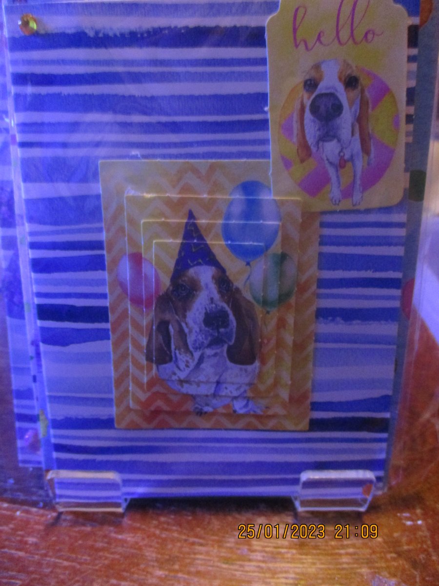 Hello Dog Card