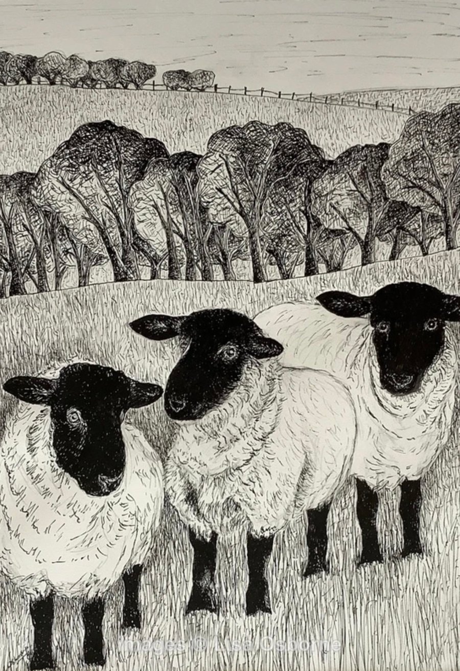 Sheep - pen and ink