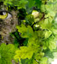 The Green Man, Oak King Greeting Card – Pagan Folklore & Nature Art - Image 3