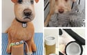 Memorial Pets with Canister