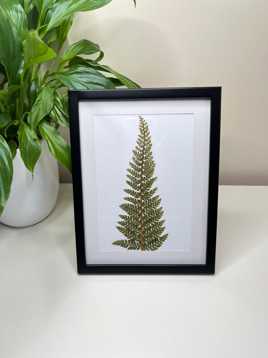 Perfectly Imperfect Real Pressed Fern Framed Art