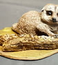 Single Meerkat and Log