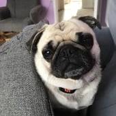 The smiling pug