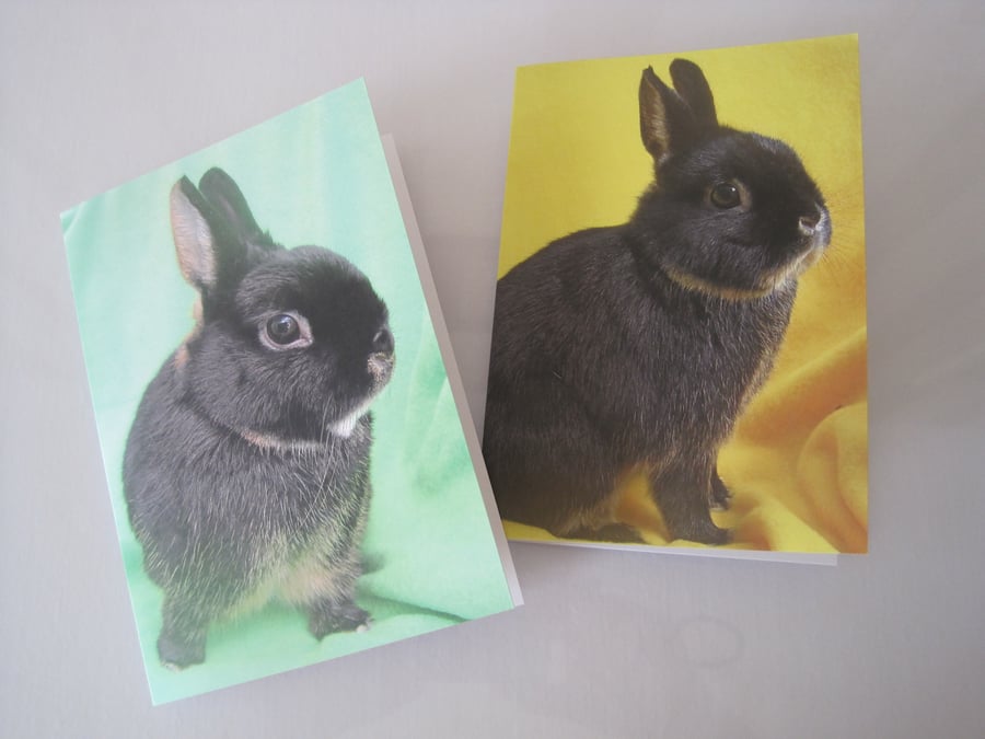 Little Black Rabbit blank greetings cards x 2