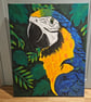 Blue Macaw 