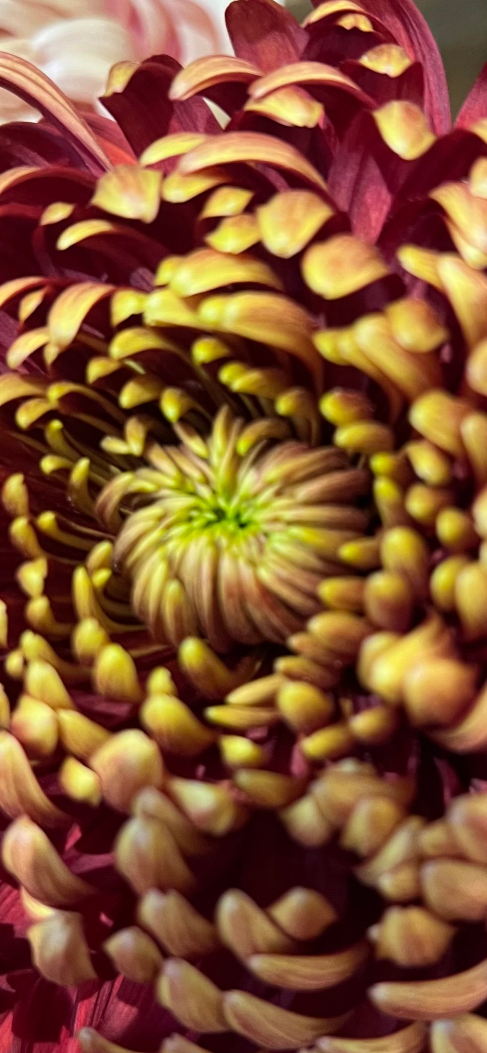 English Rose Designs