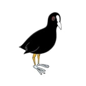 Coot Cards