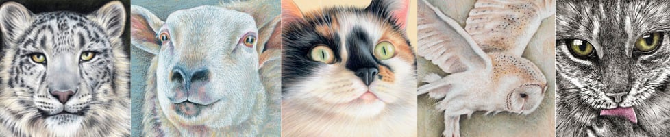 Black Cat Art & Prints