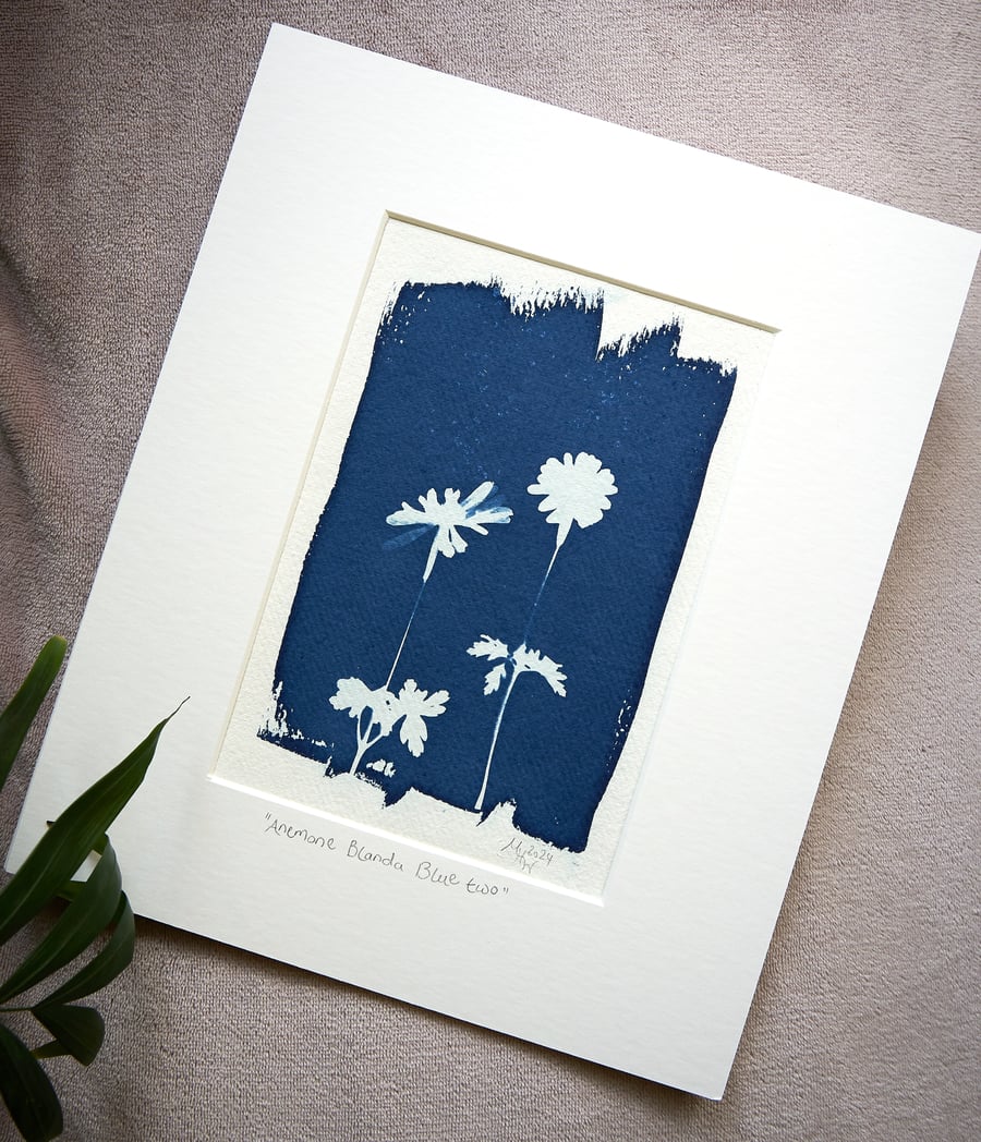 cyanotype print: "Anemone Blanda Blue Two". Original, mounted ready to frame.