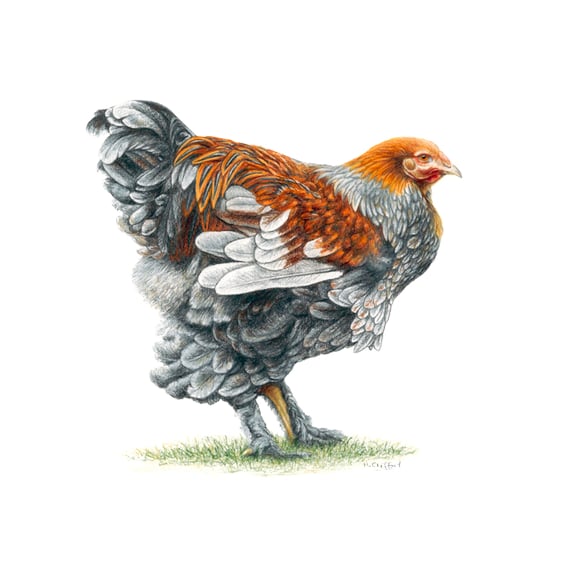 Fancy Chicken Fine Art Print