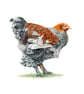 Fancy Chicken Fine Art Print - Image 1