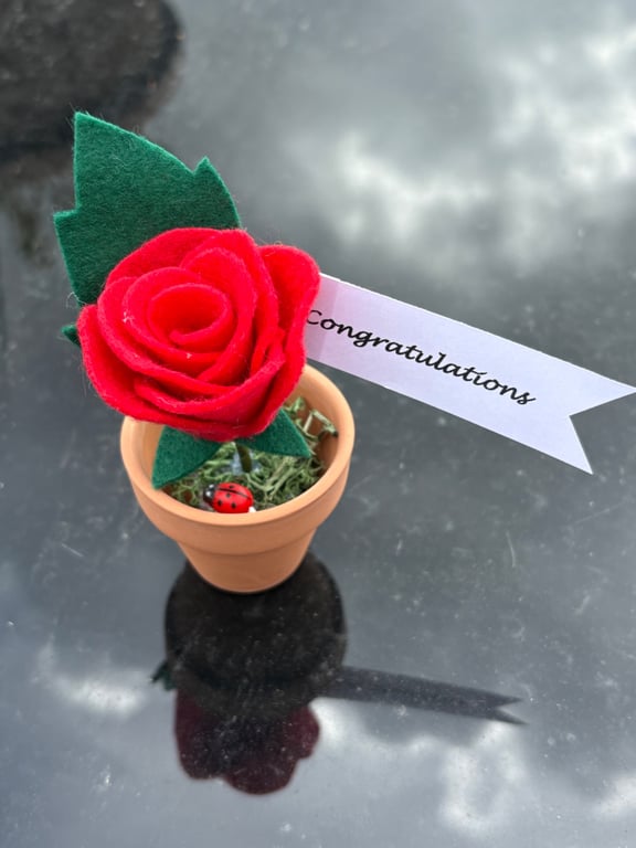 Red rose - congratulations