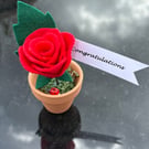 Red rose - congratulations