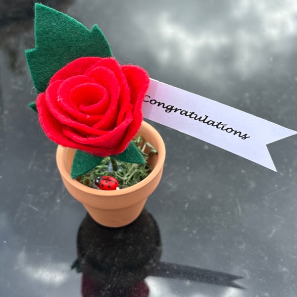 Red rose - congratulations