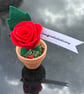 Red rose - congratulations