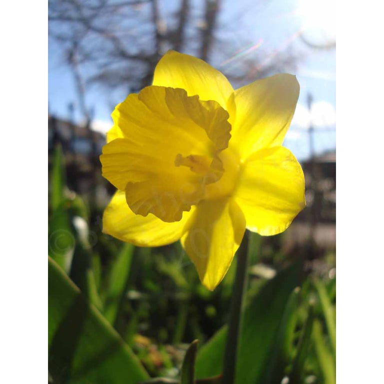 Daffodil -Photographic Print