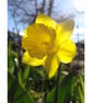 Daffodil -Photographic Print - Image 1