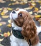 Hand Knitted Dog Scarf Neck Warmer - Cosy Chunky Yarn Buttons - Brown Red
