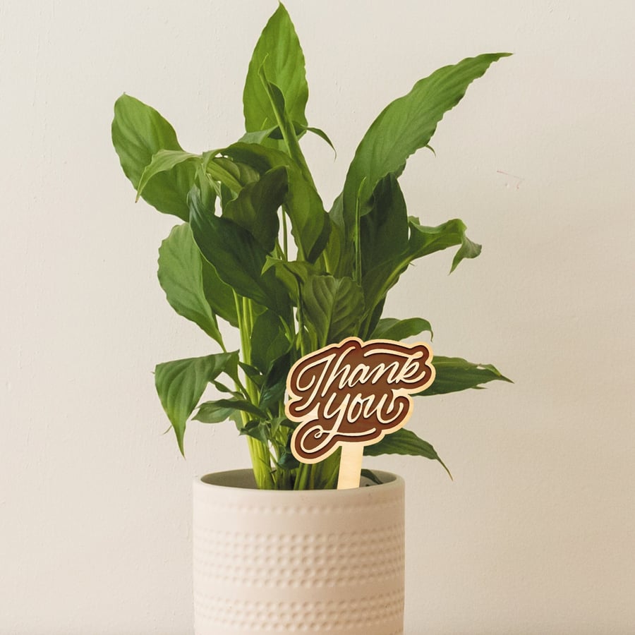 Thank You Plant Tag - Cute Thoughtful Thank You Appreciation Gift Small Present 
