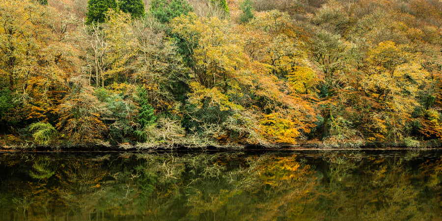 Riverside Autumn woodland walk, Lerryn, Cornwall, panoramic wall art photo print