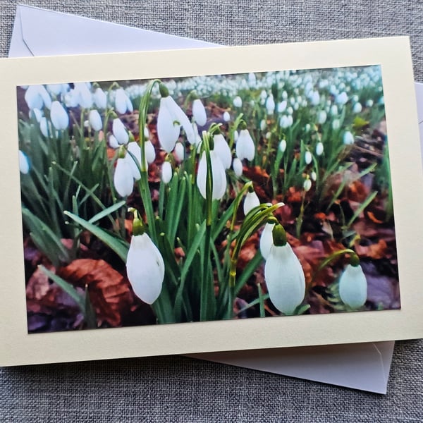 Carpet of Snowdrops Large Photographic Card Size 7" x 5" 