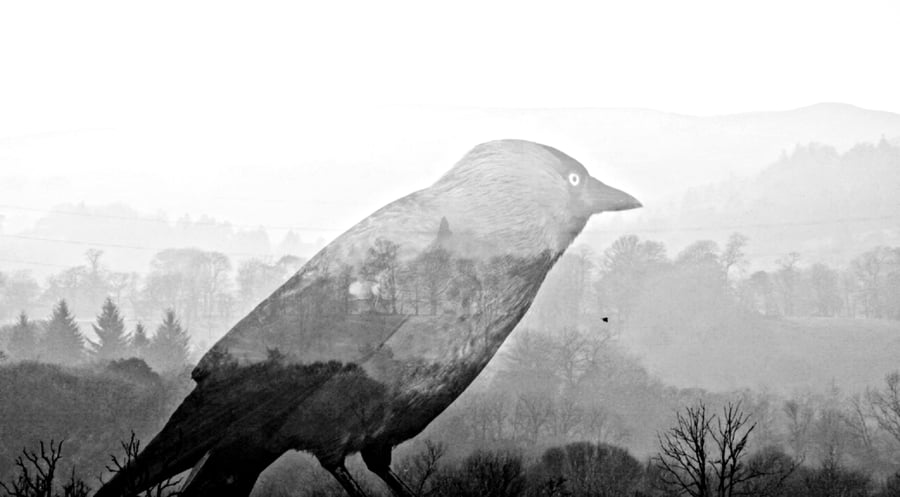 Across the Crow A3 Framed Print